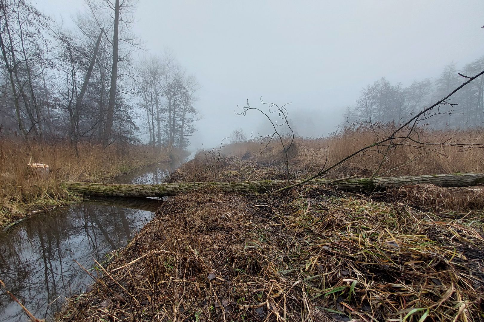 Liegender Baum im Gewässer der Heidbeck