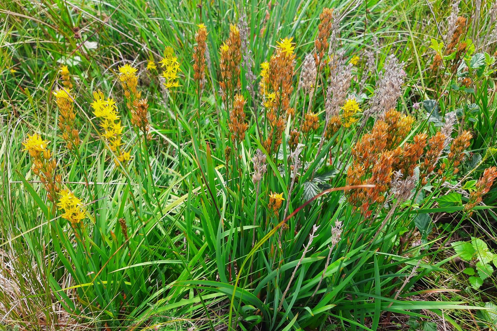 Moorlilie/Beinbrech (Narthecium ossifragum)