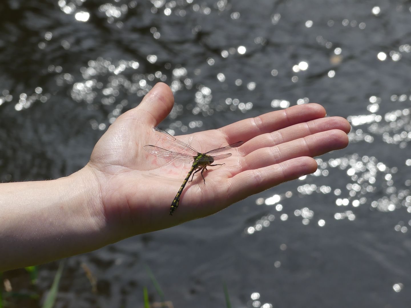 Grüne Flussjungfer (Ophiogomphus cecilia) auf Hand