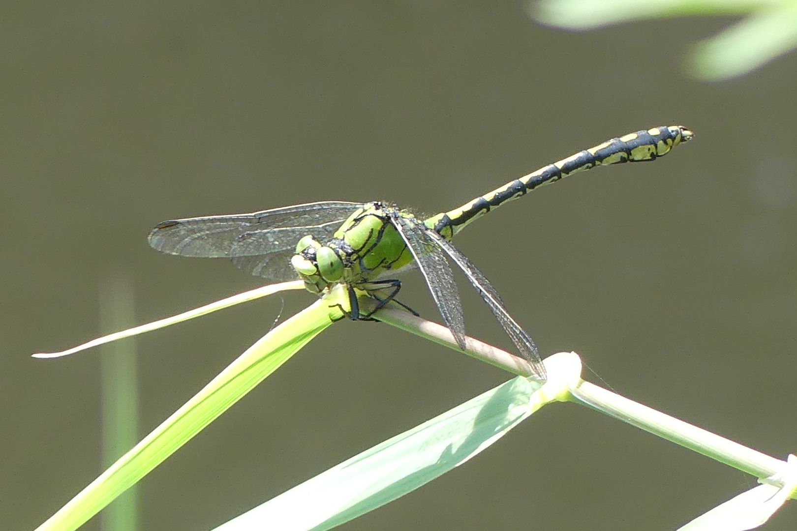 Grünen Flussjungfer (Ophiogomphus cecilia)